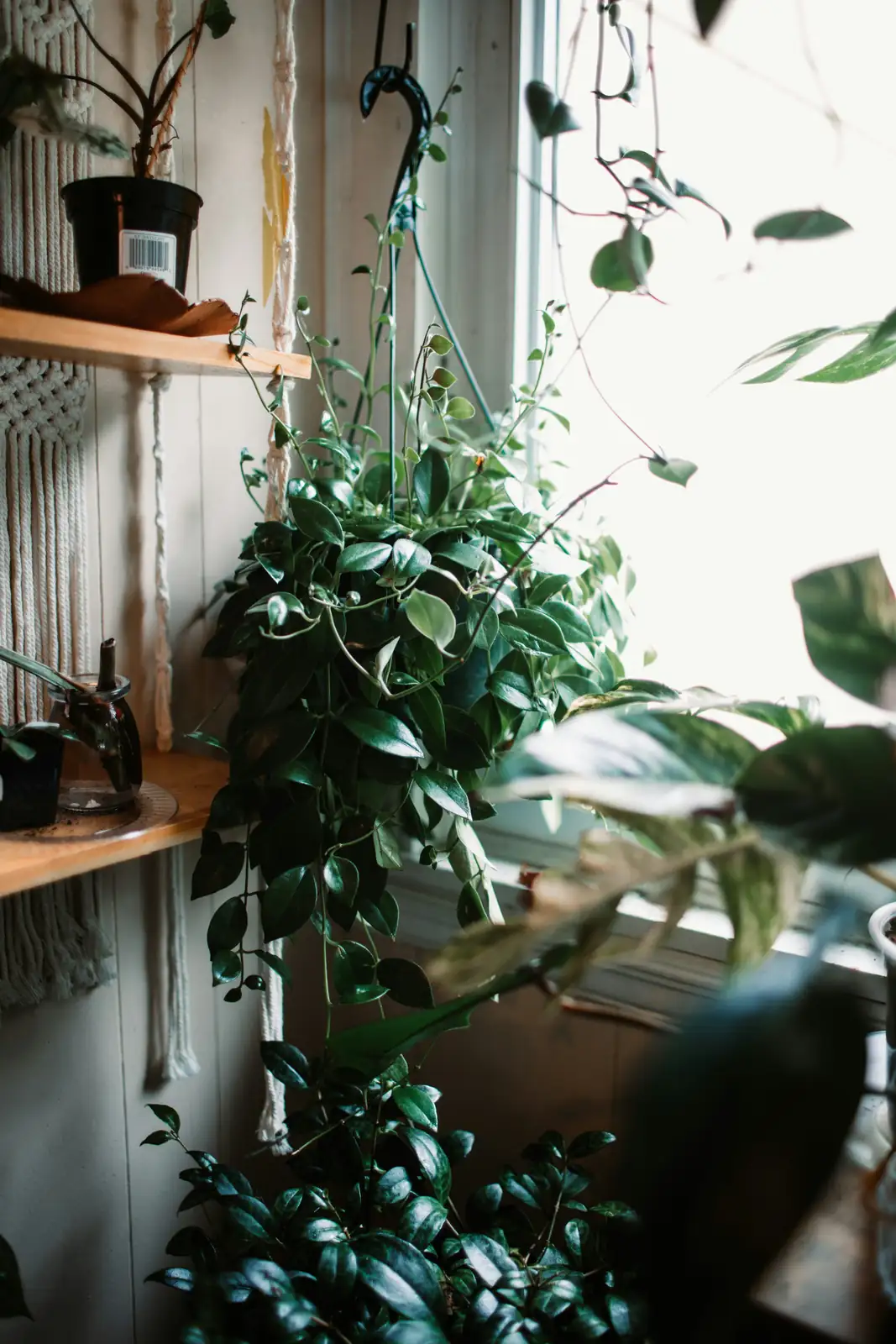 hanging ivy plant in living room