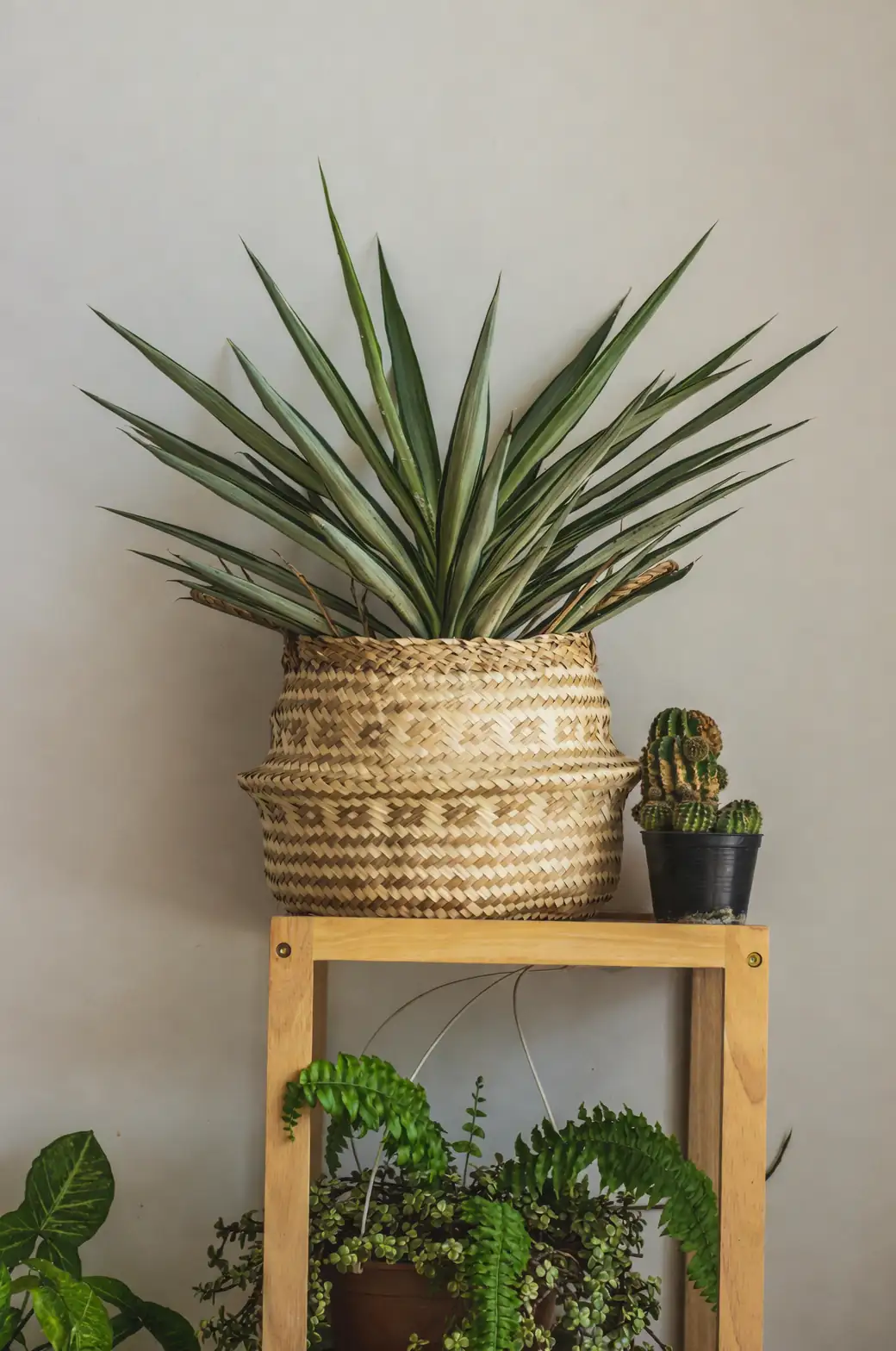 indoor plant arrangement ideas
