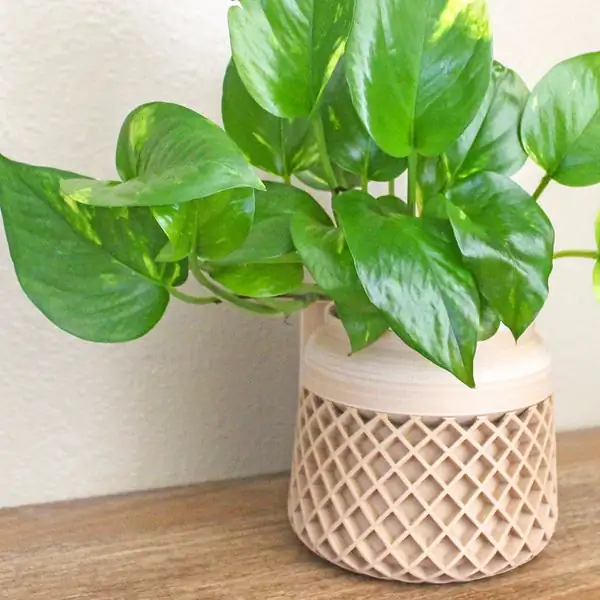 brugmansia watering indoor pot
