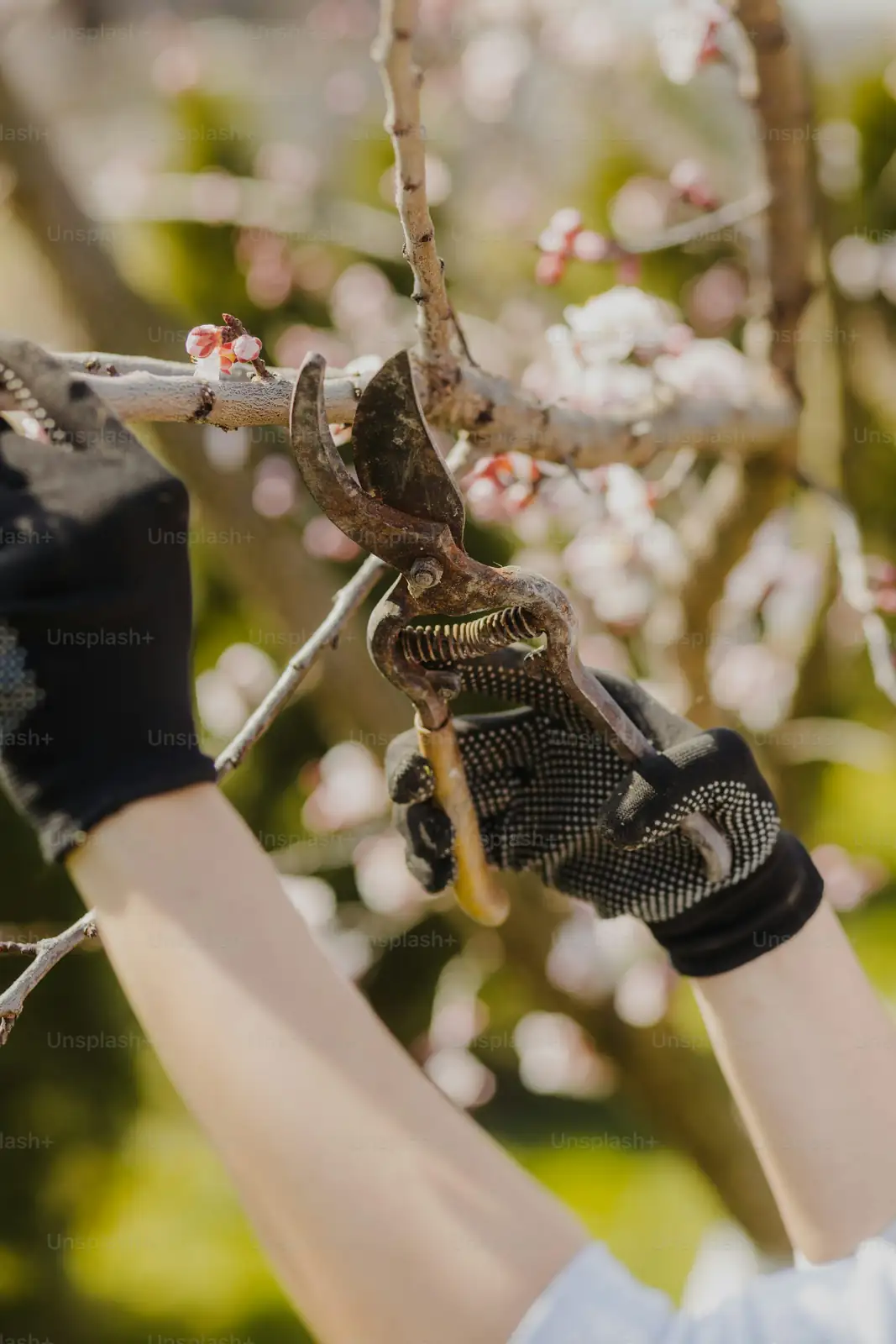 brugmansia pruning gloves