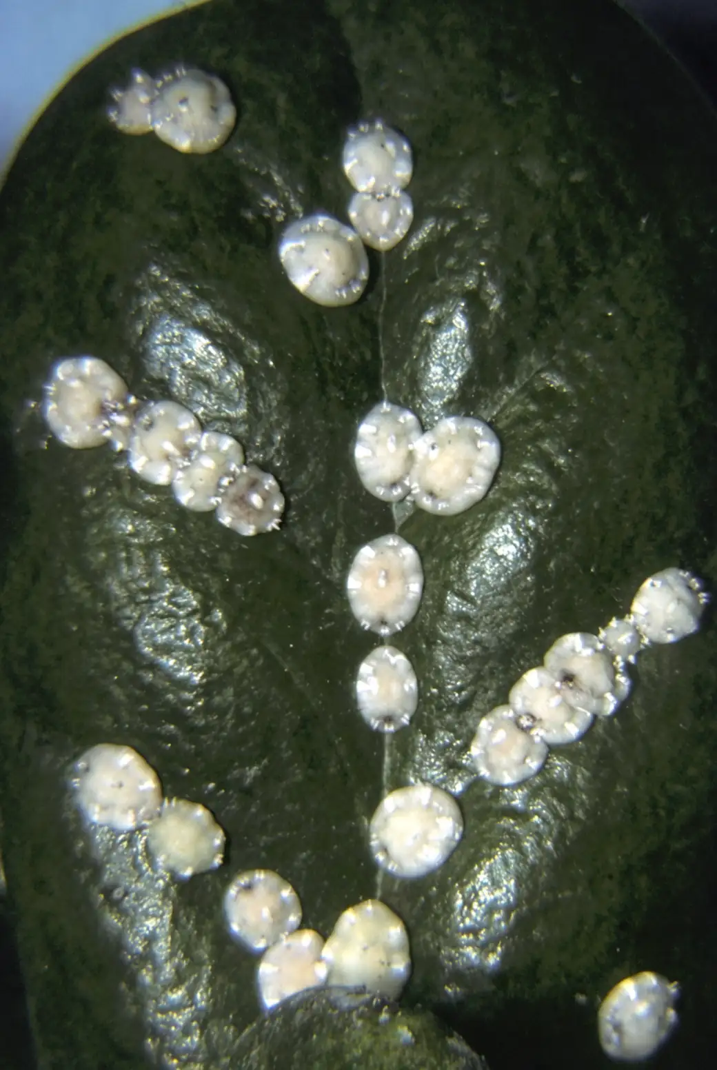 brugmansia leaf pests inspection