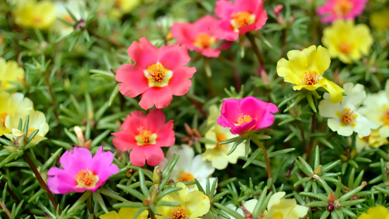 portulaca blooming in sunlight