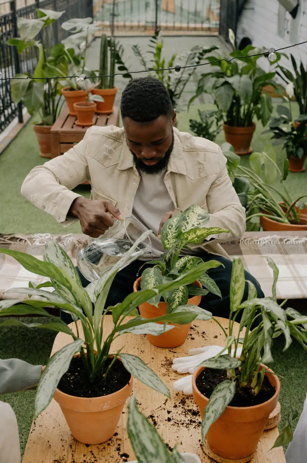 balcony plant watering tips