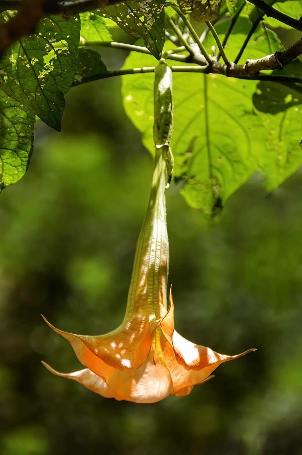 brugmansia plant safety precautions