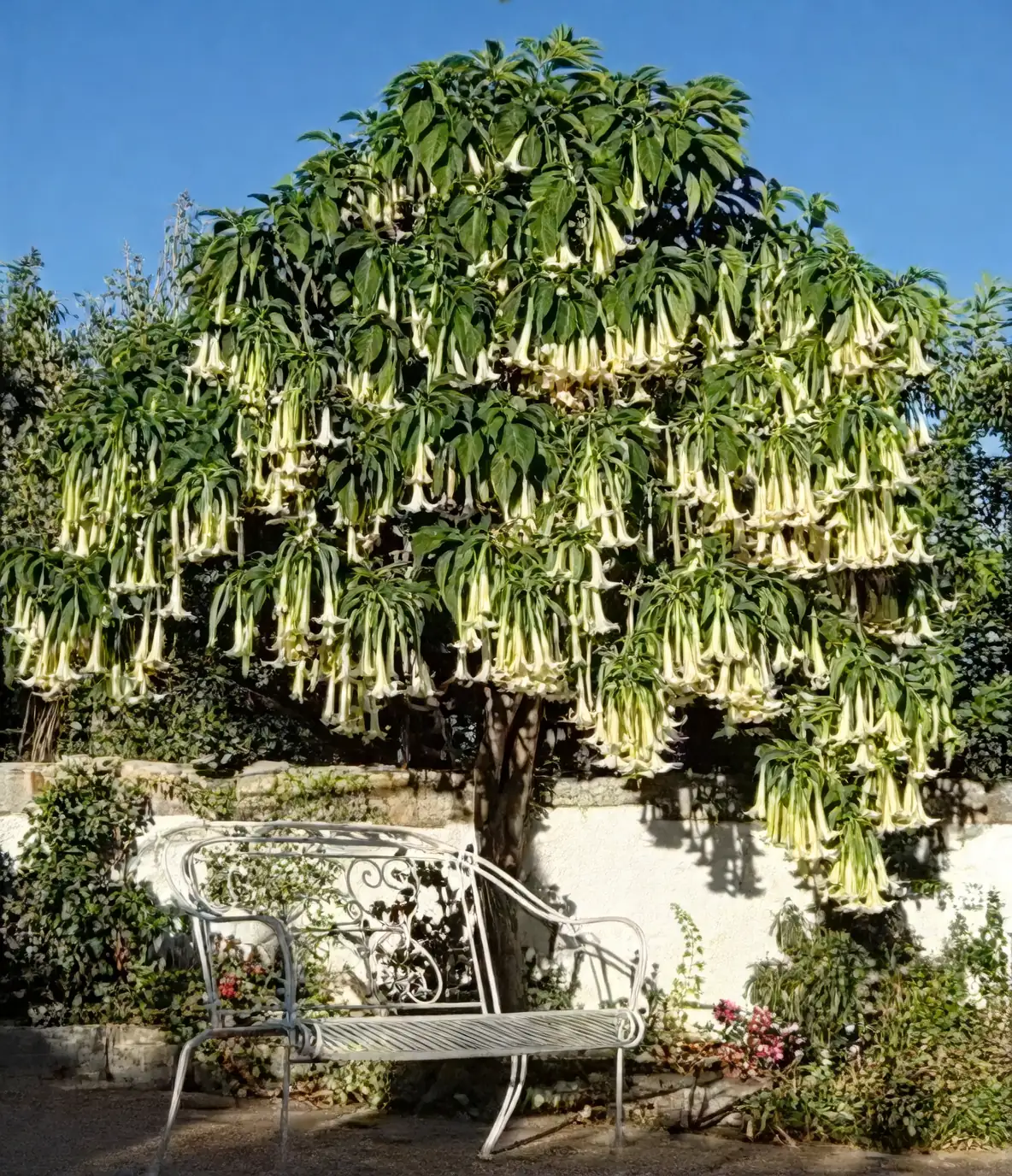 Brugmansia in Mediterranean garden