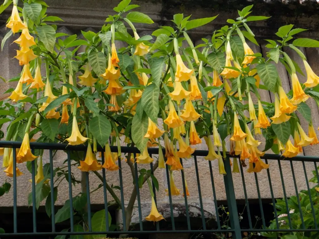 Brugmansia balcony potted plant
