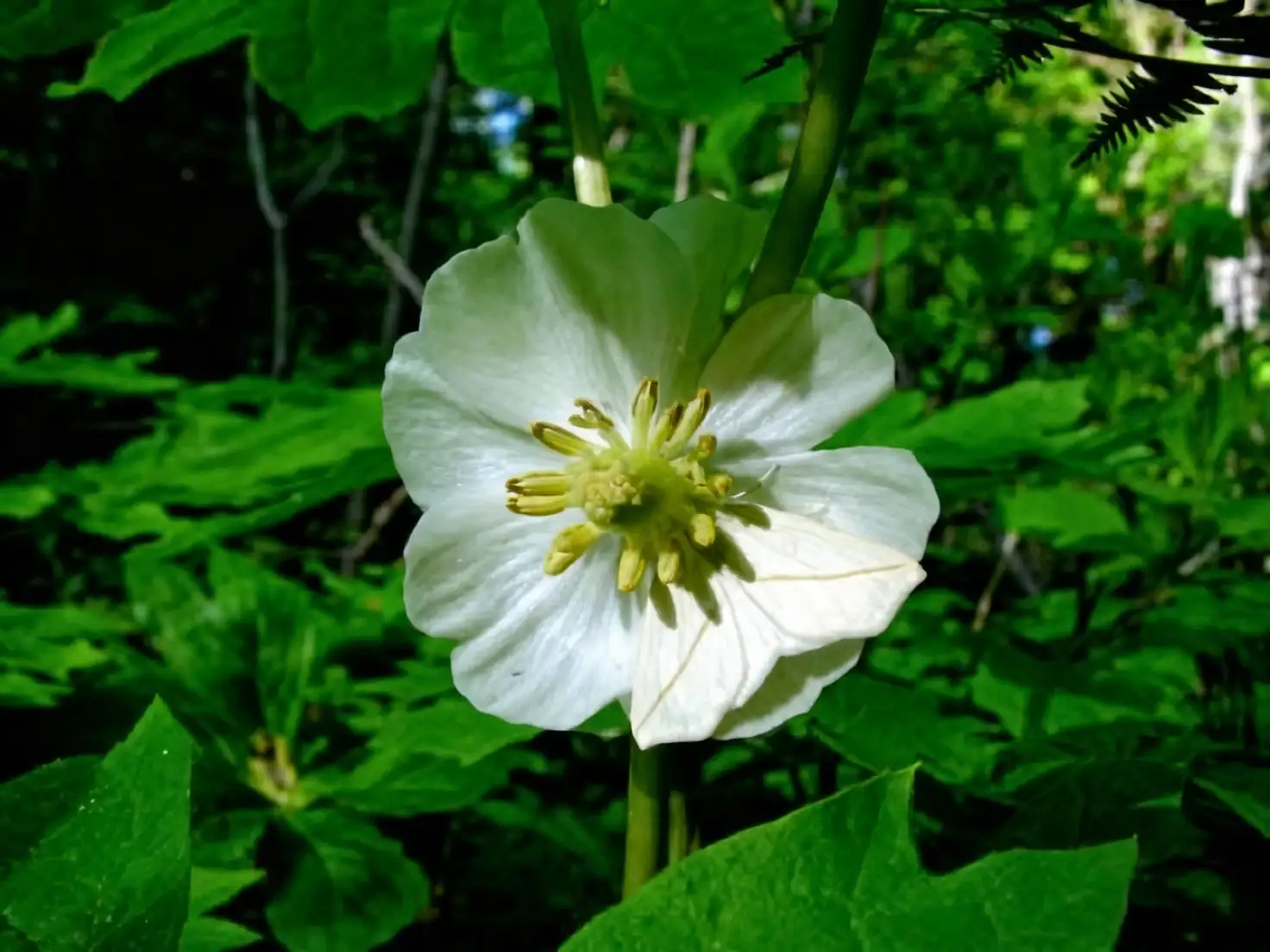 moth pollinating brugmansia flower