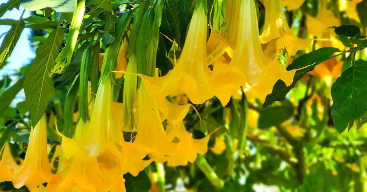 brugmansia cultural symbolism
