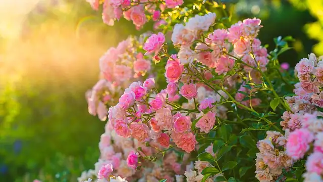 roses in sunny balcony