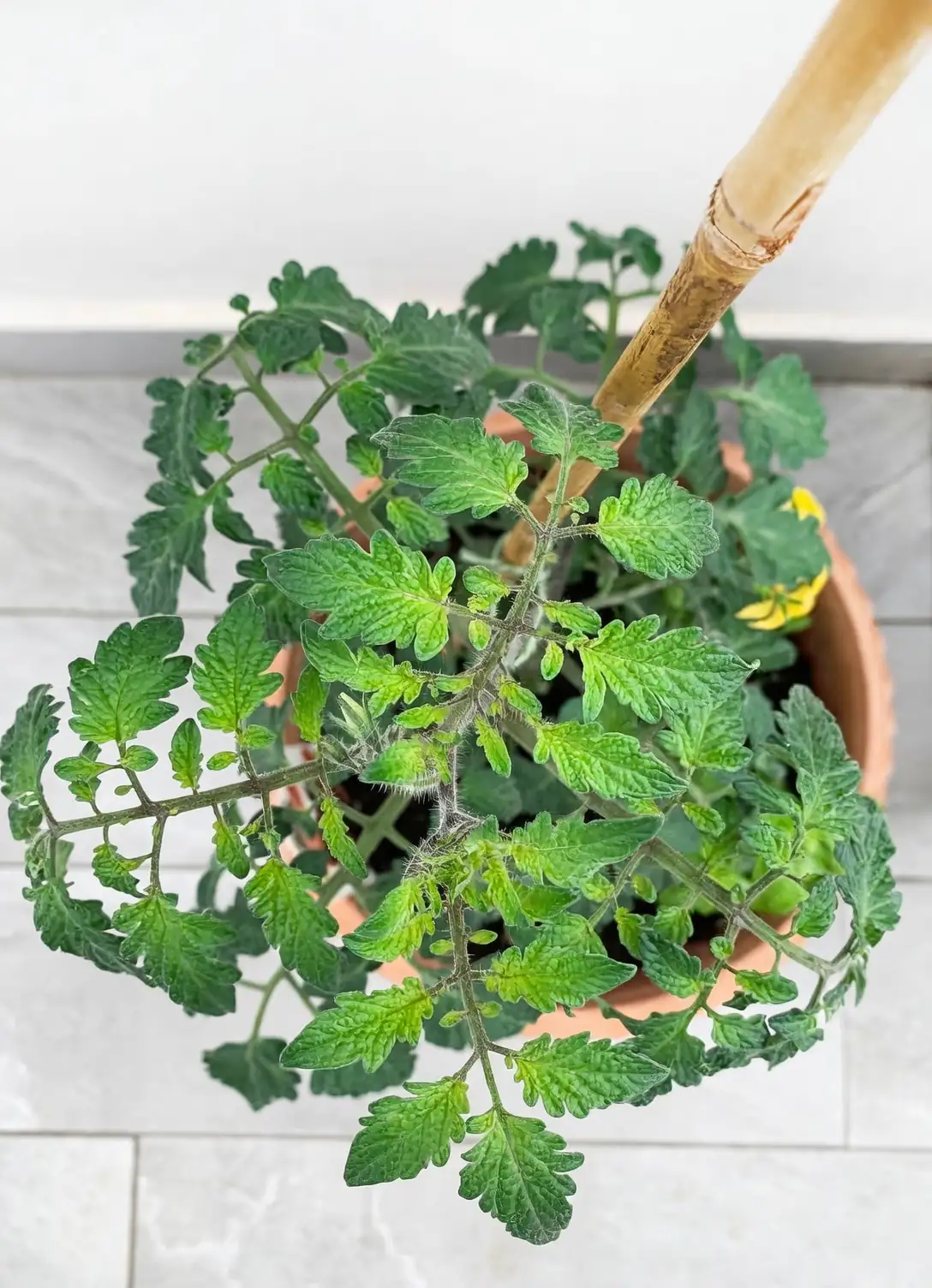 tomato plants on balcony
