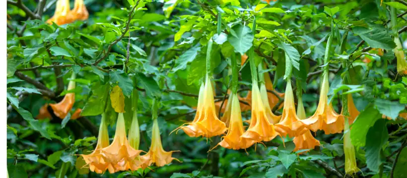 Brugmansia night fragrance scene