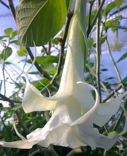 Brugmansia in home greenhouse