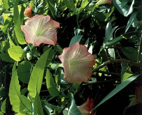 Brugmansia flower close-up