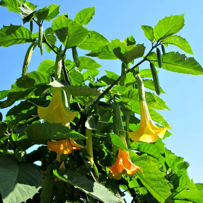 Brugmansia in sunlight