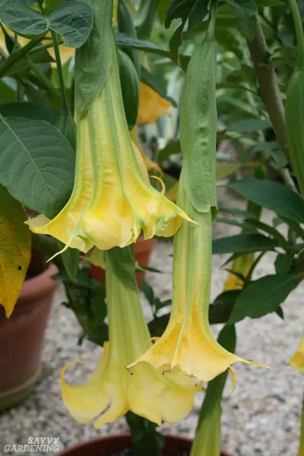 brugmansia seed pod harvesting