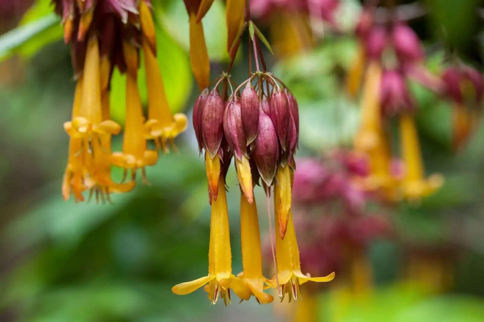 brugmansia bright corner home