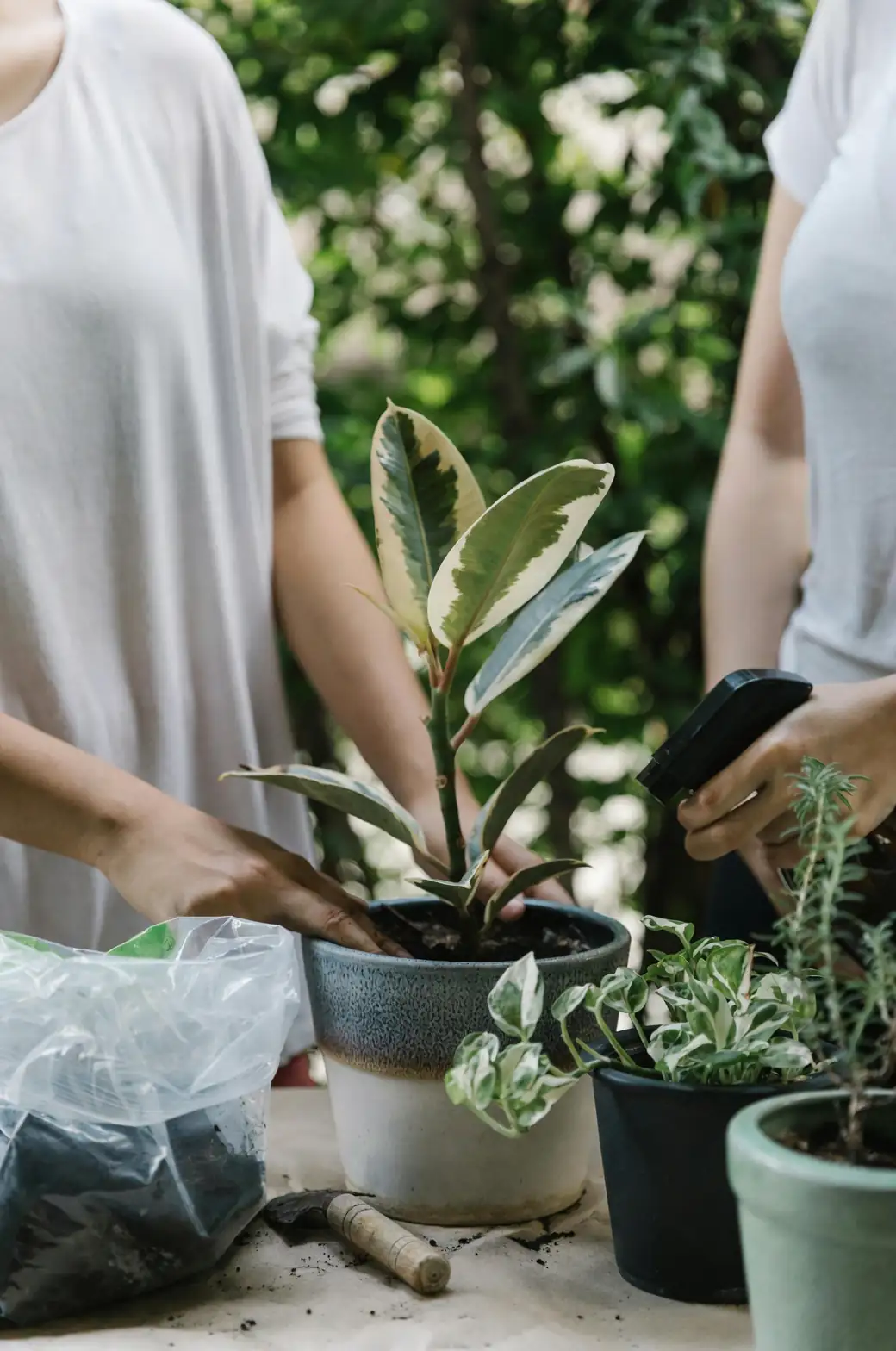 office plant care tips