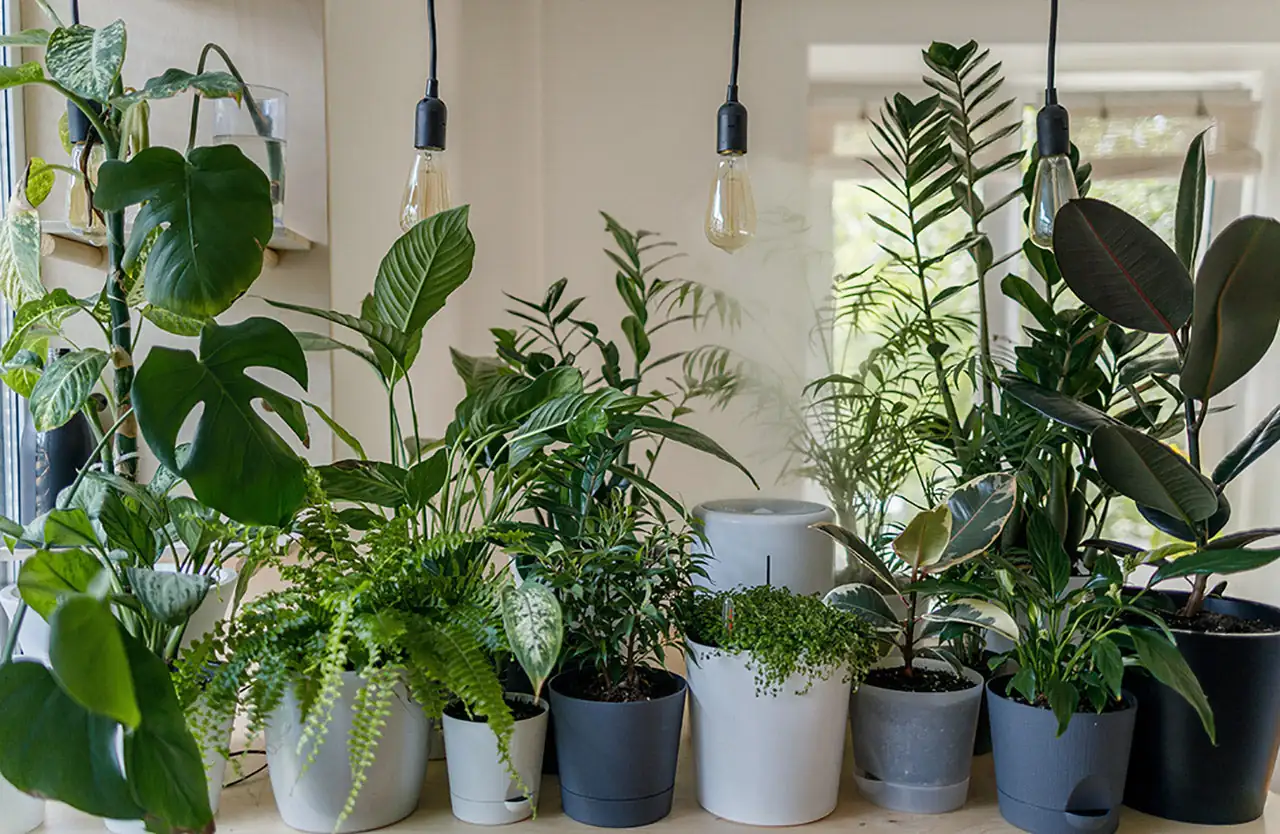 hydroponic and potted plants together