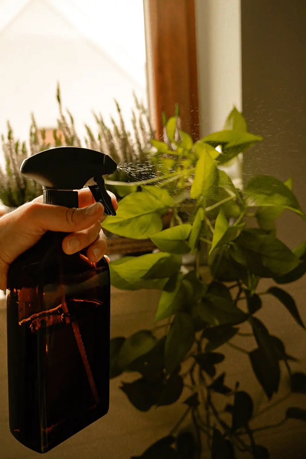 calathea misting spray bottle