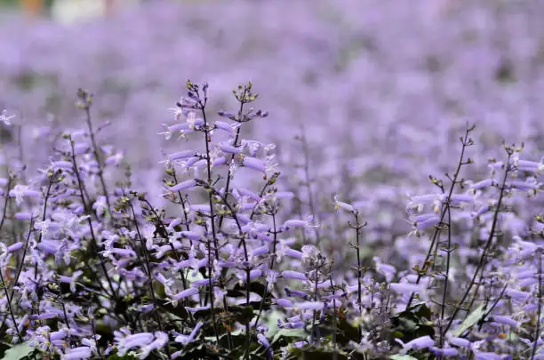 plectranthus mona lavender windowsill