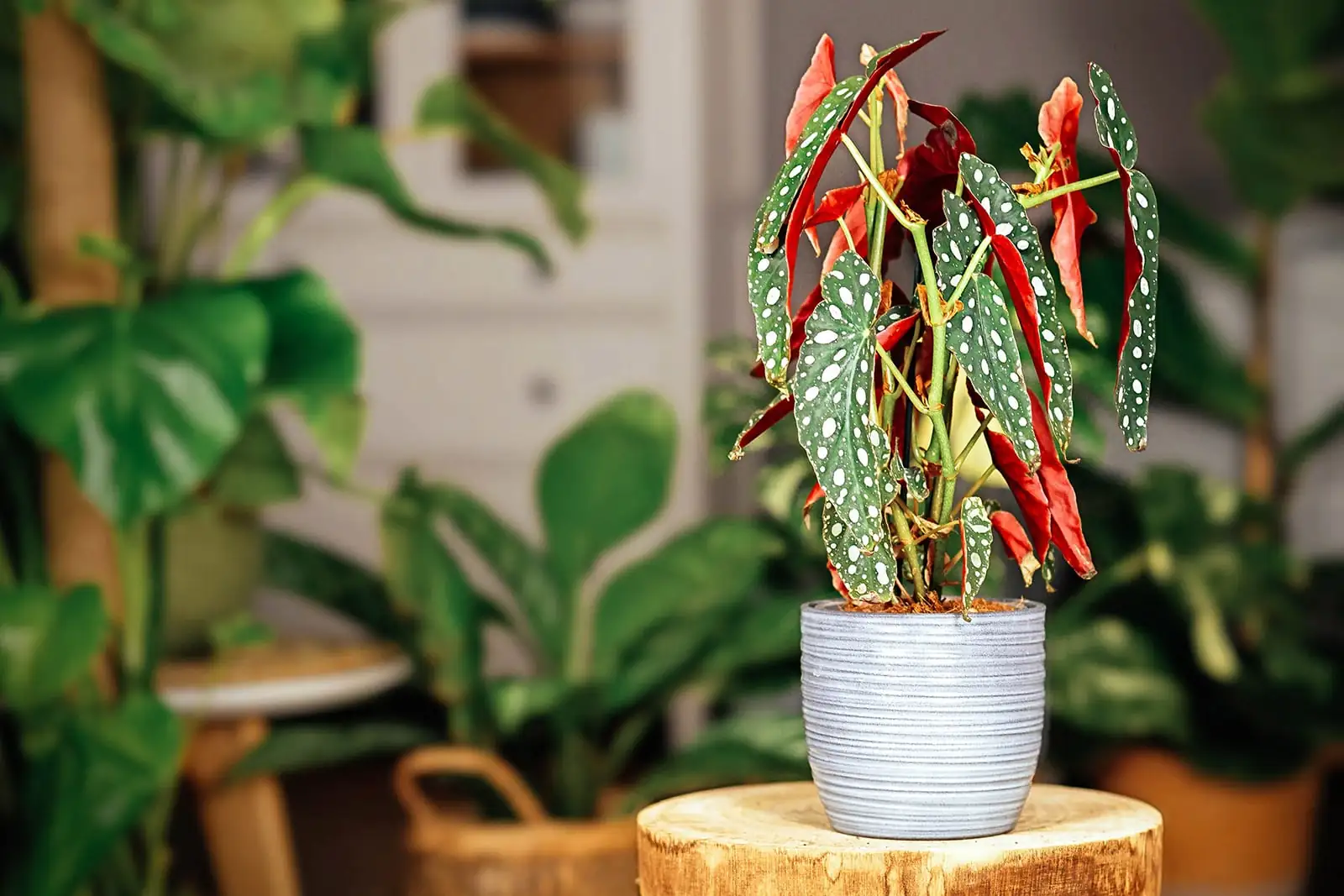 begonia maculata flowering indoors