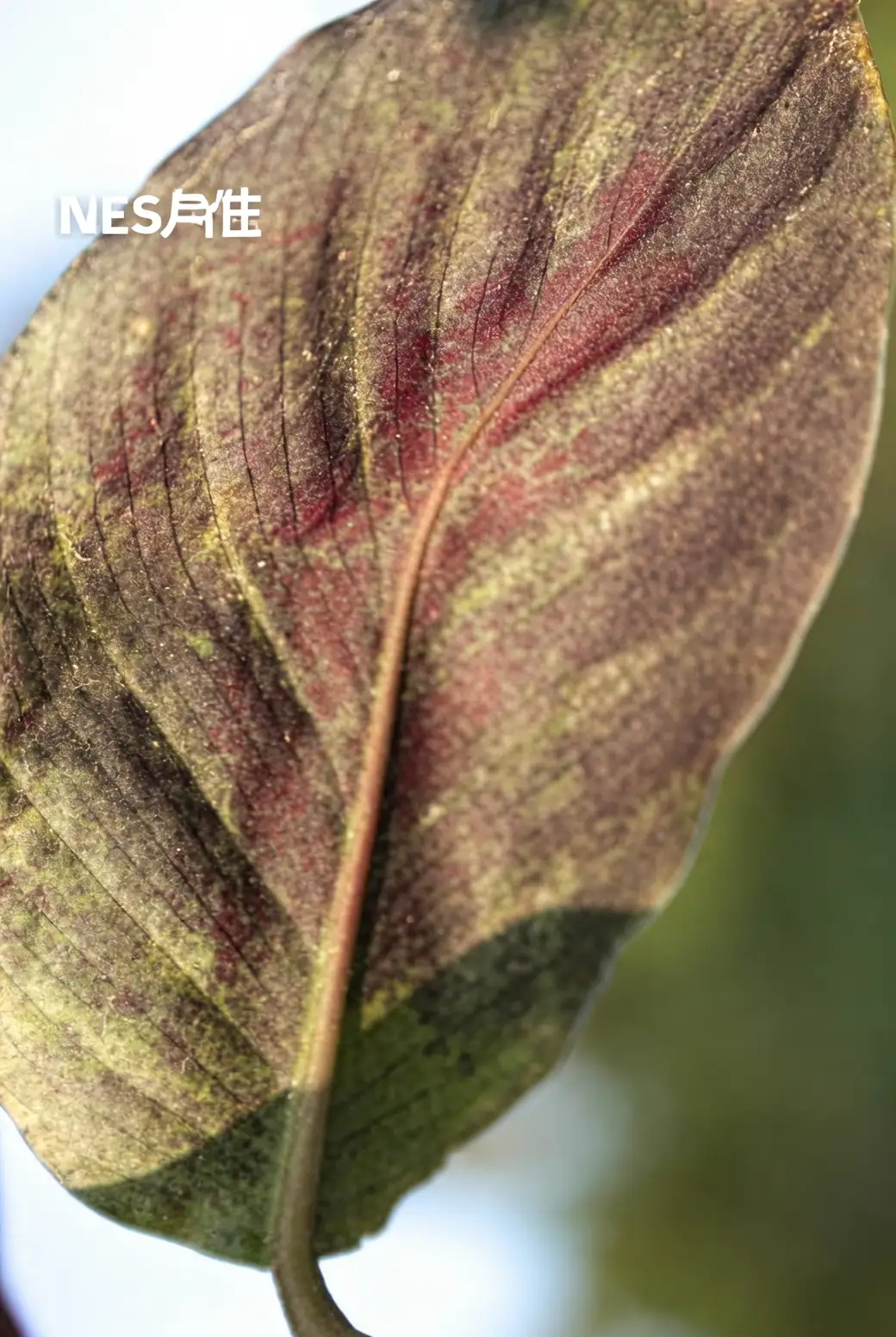 孔雀竹芋遇上虫害？解决粉蚧与红蜘蛛困扰的妙招！