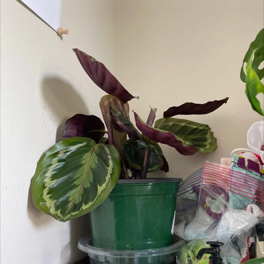 calathea high humidity environment