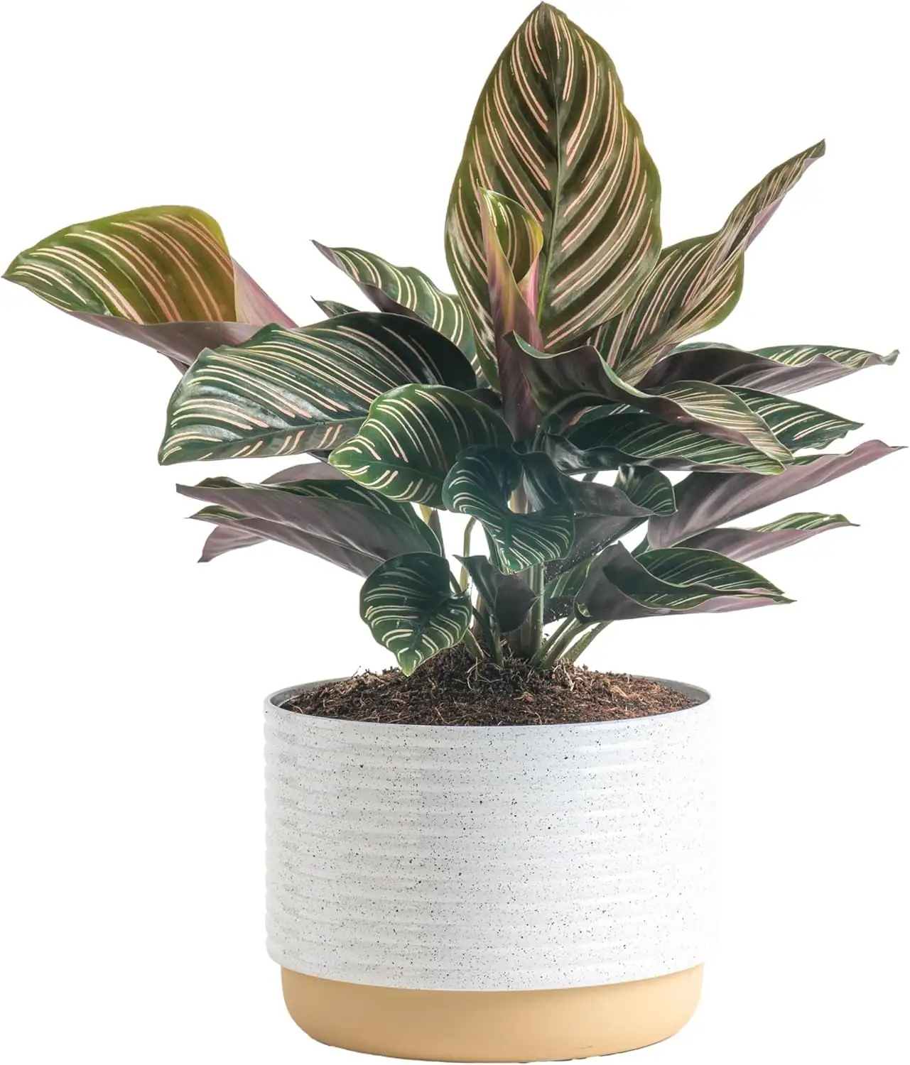 calathea in living room decor