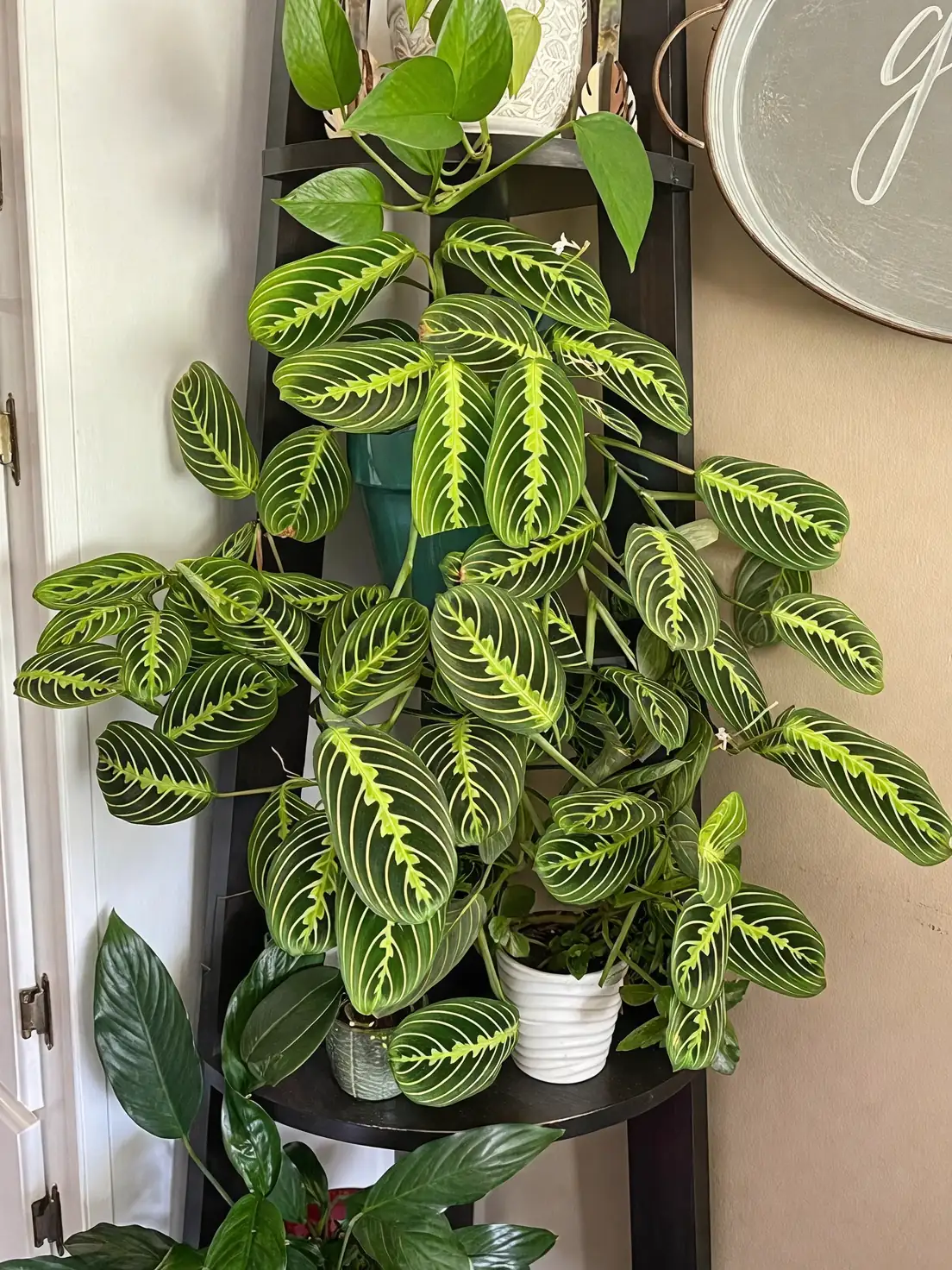 prayer plant living room decor