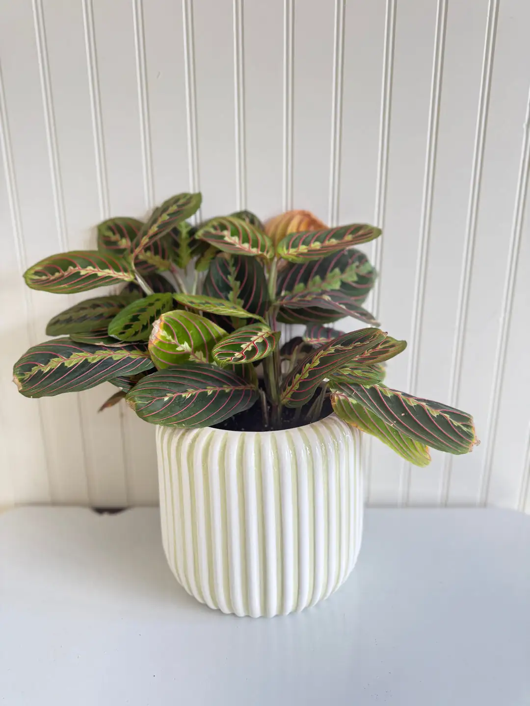 prayer plant floral arrangement