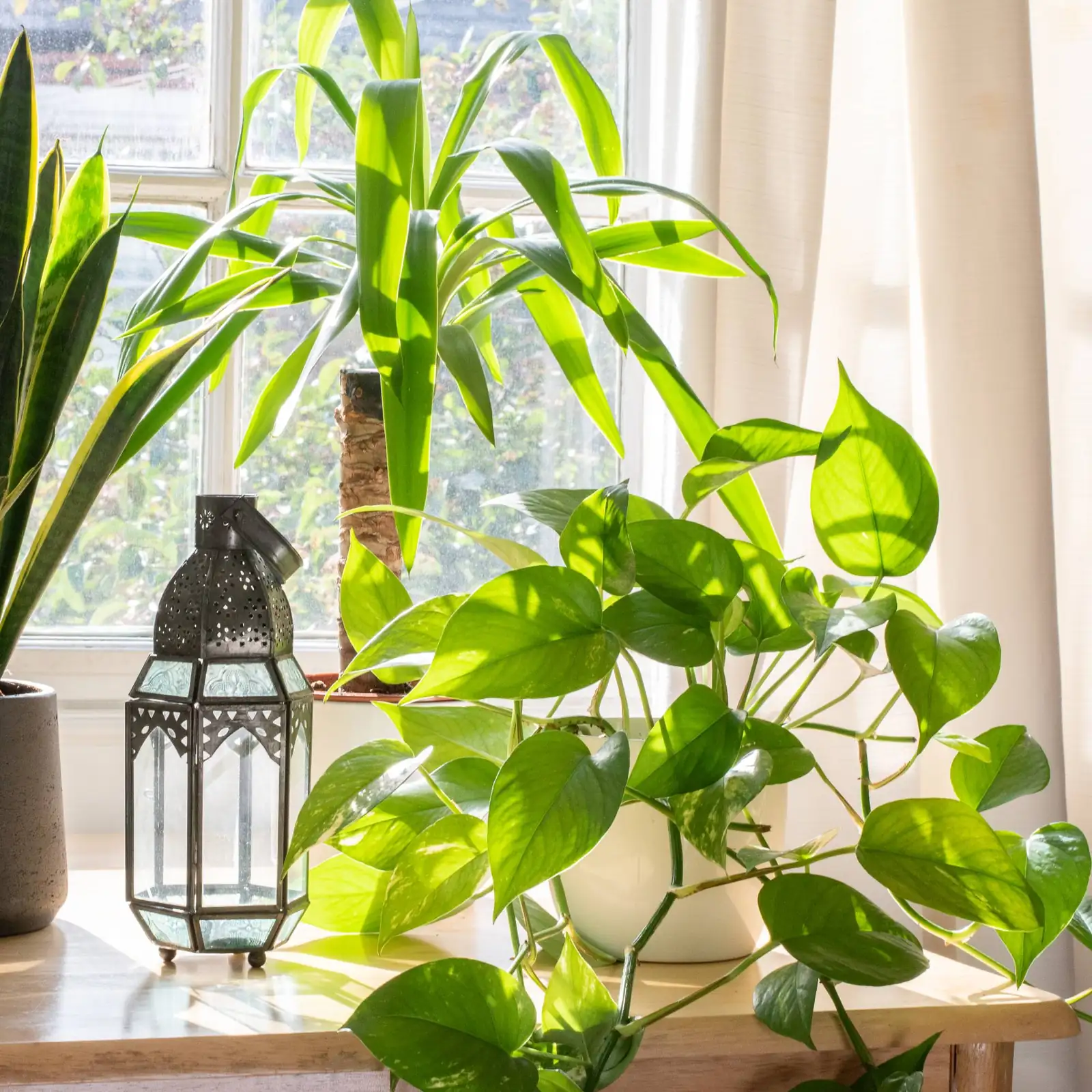 peacock plant indoor setting