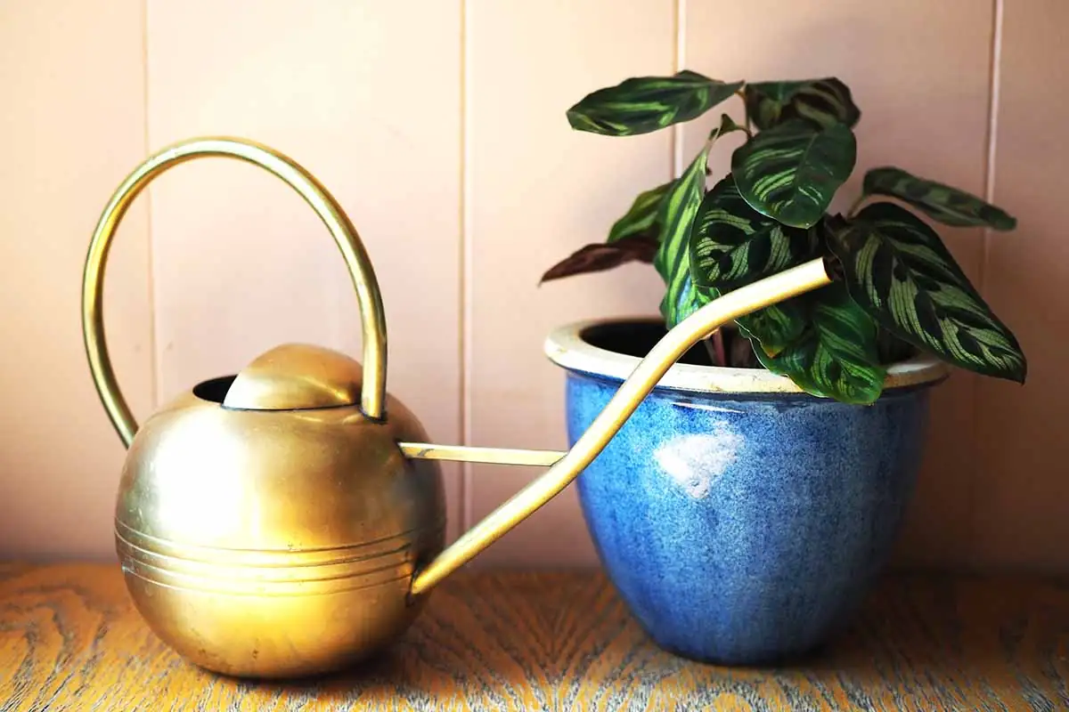 watering peacock plant
