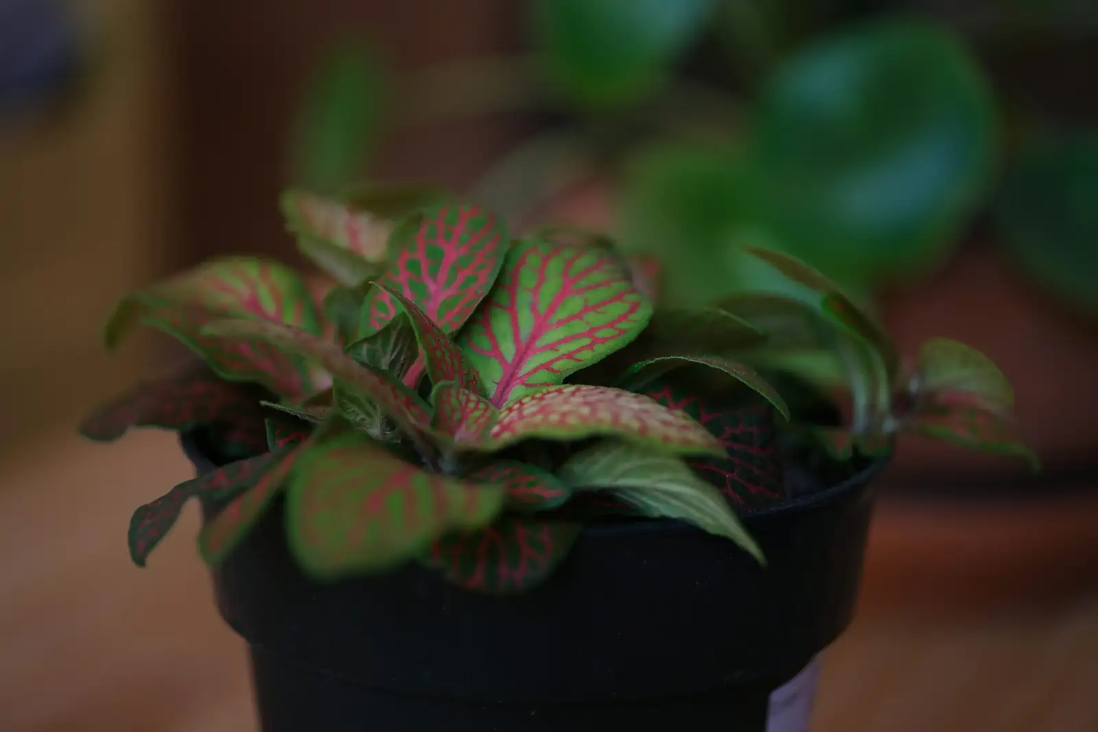 nerve plant on windowsill