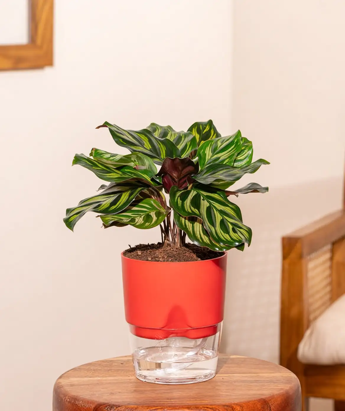 watering peacock plant indoors
