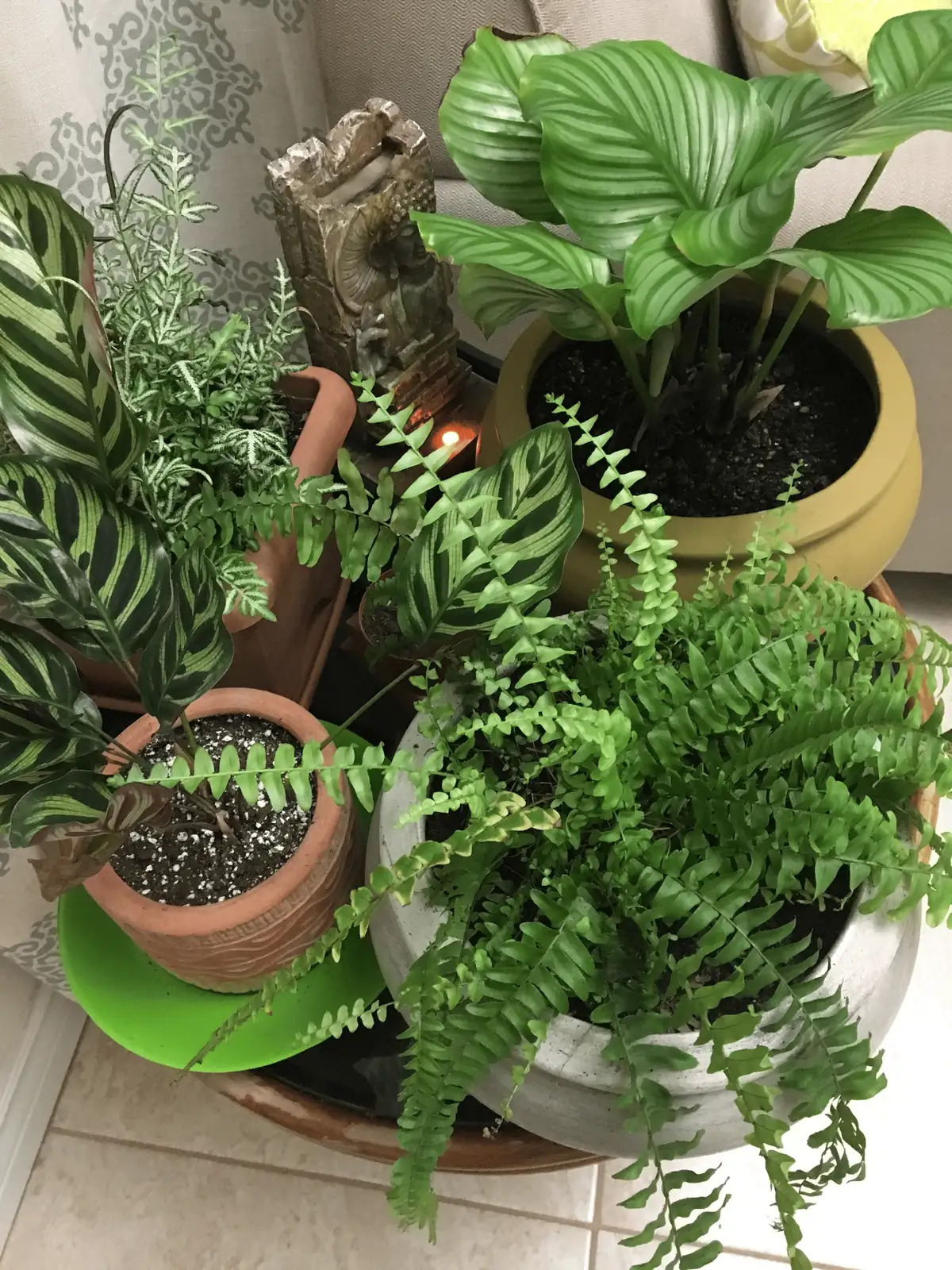 boston fern with peacock plant