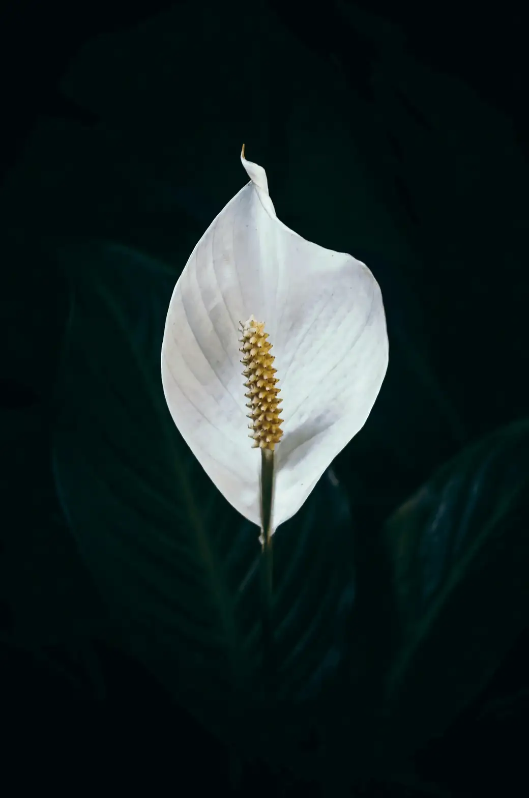 peace lily and peacock plant contrast