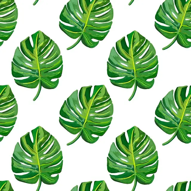 monstera and peacock plant tropical vibe