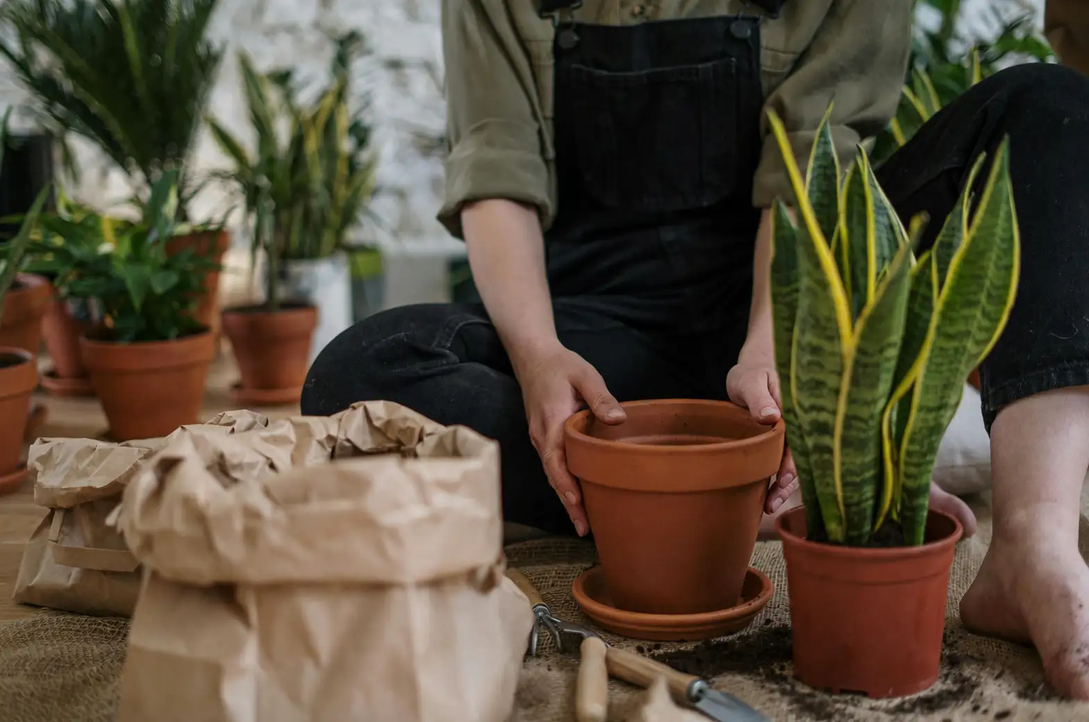 common indoor toxic plants