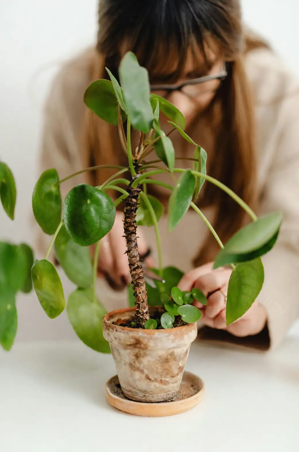 家中植物也可能是隐形危险？教你识别与处理方法
