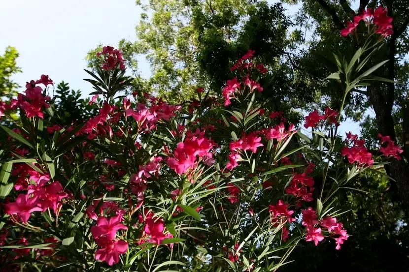 oleander broken branch sap