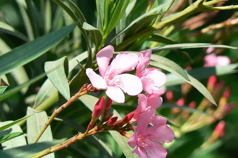 oleander flowers close-up