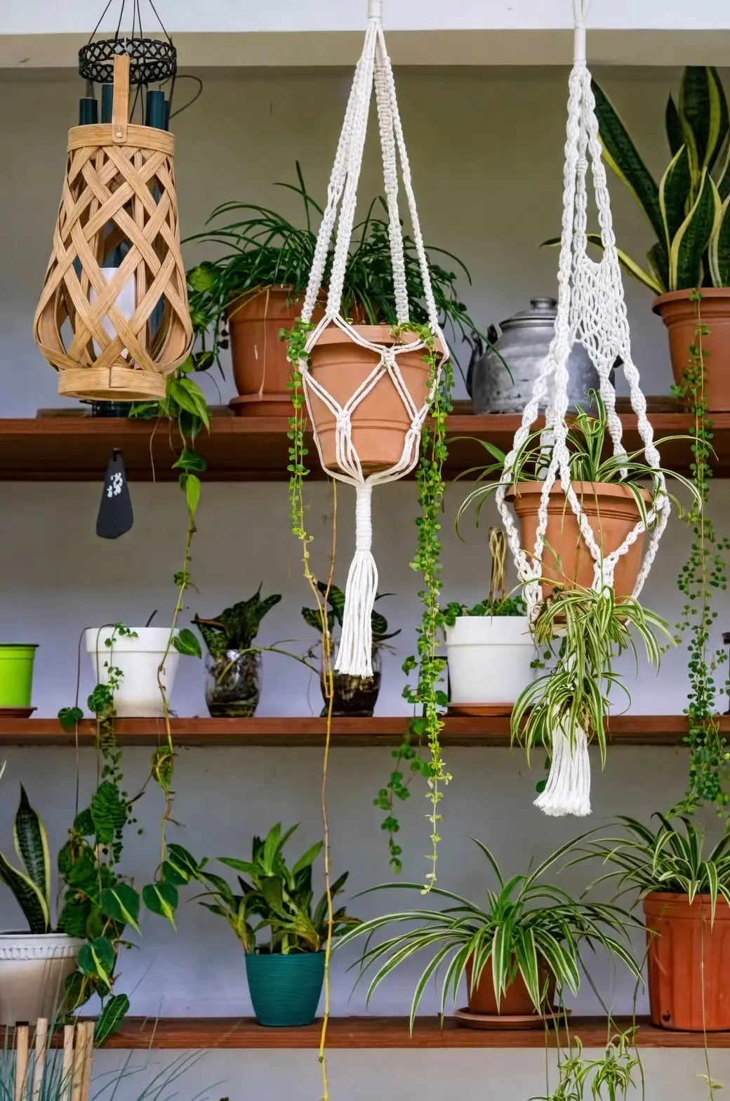houseplants on high shelf