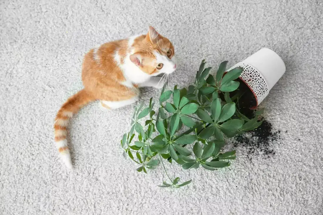 如何守护爱宠和植物的共存之家