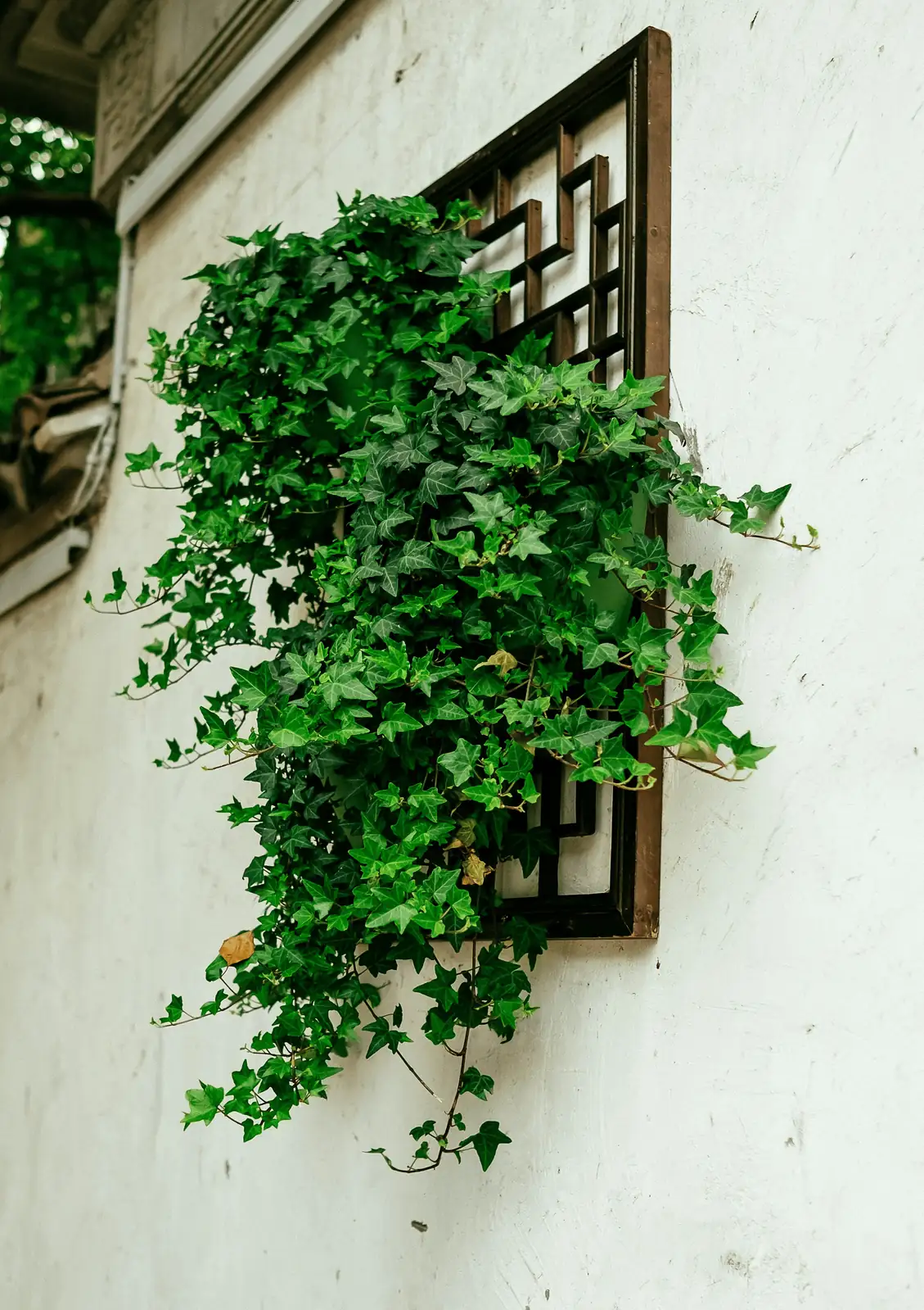 ivy plant on high shelf
