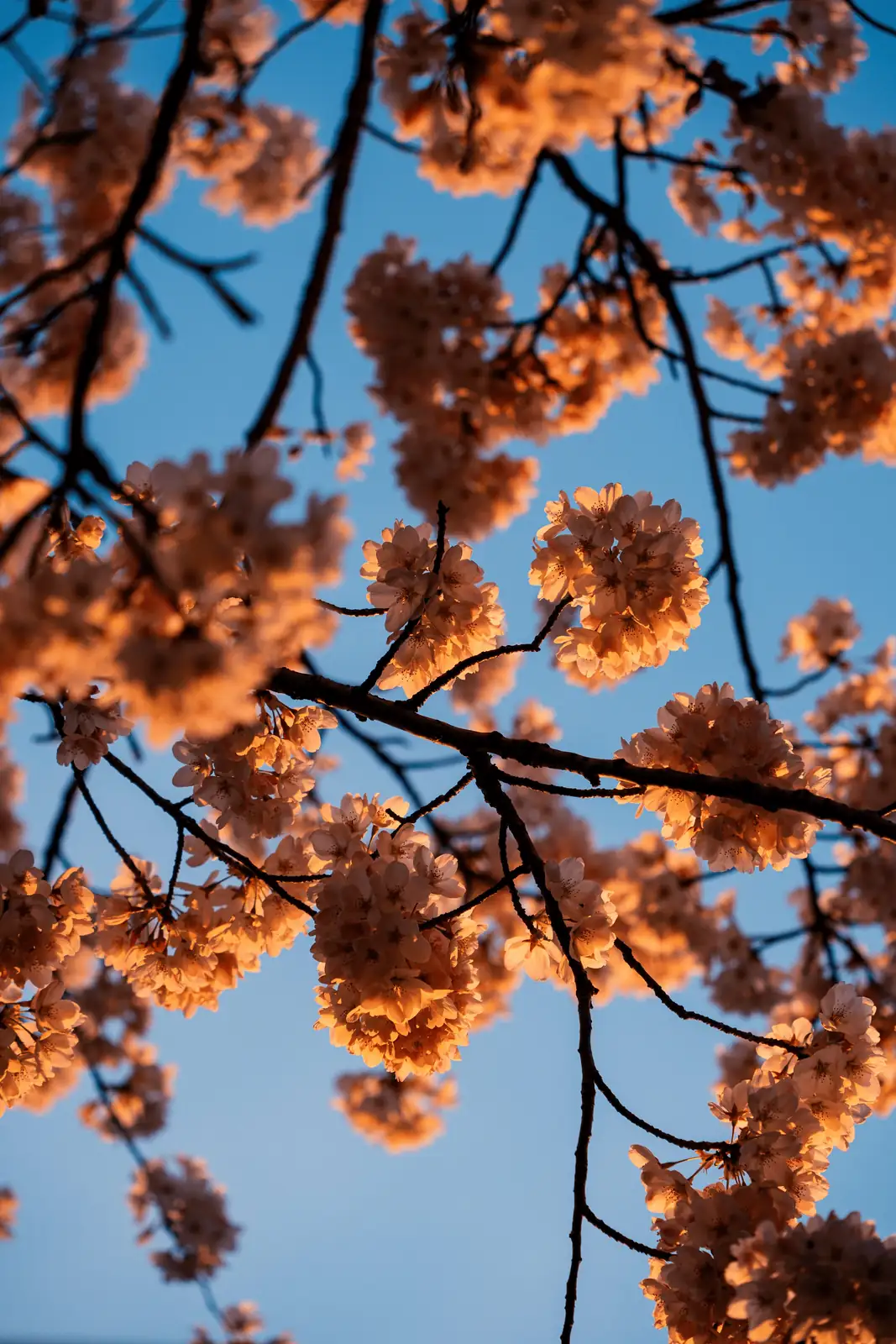 cherry blossom sunlight exposure