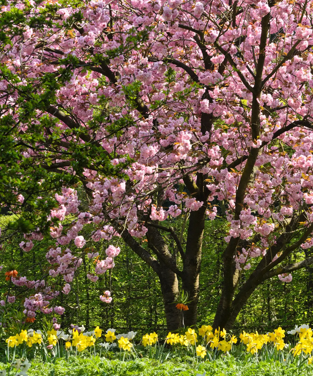 watering cherry blossom tree