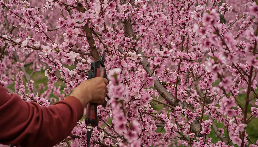 pruning cherry blossom tree