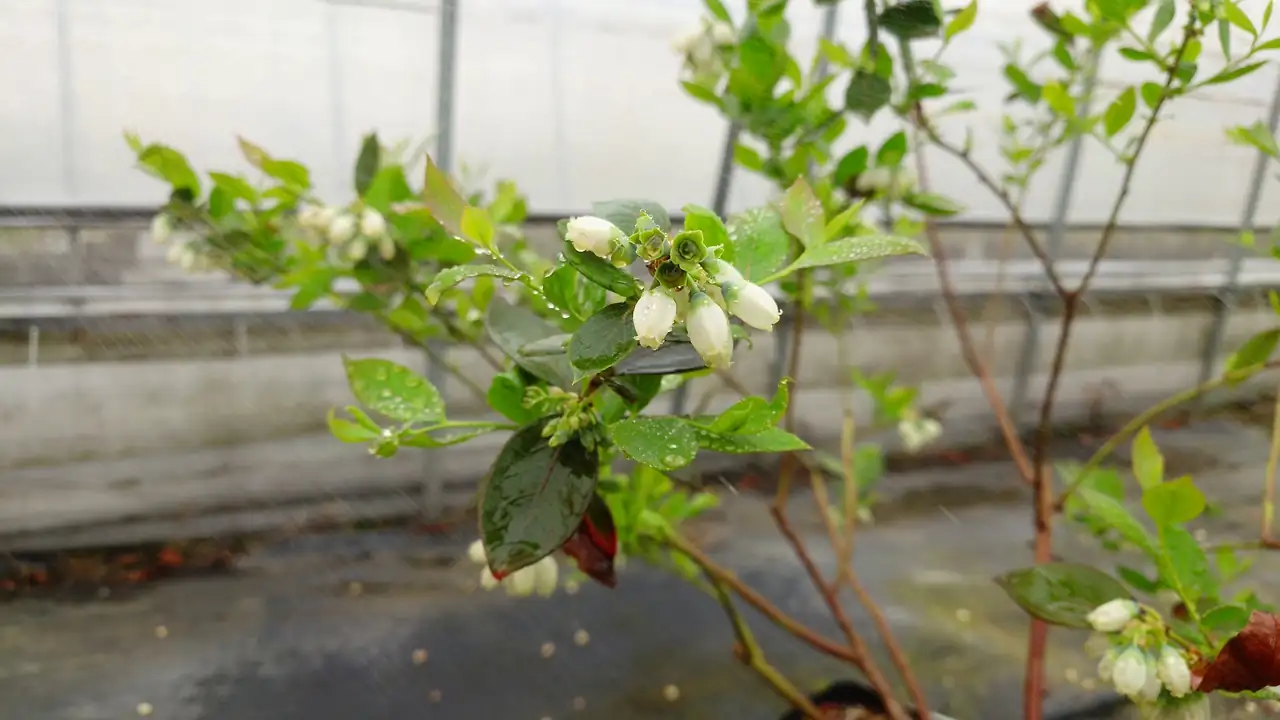 小心那些“美丽陷阱”：孩子误食有毒植物的高发场景与预防