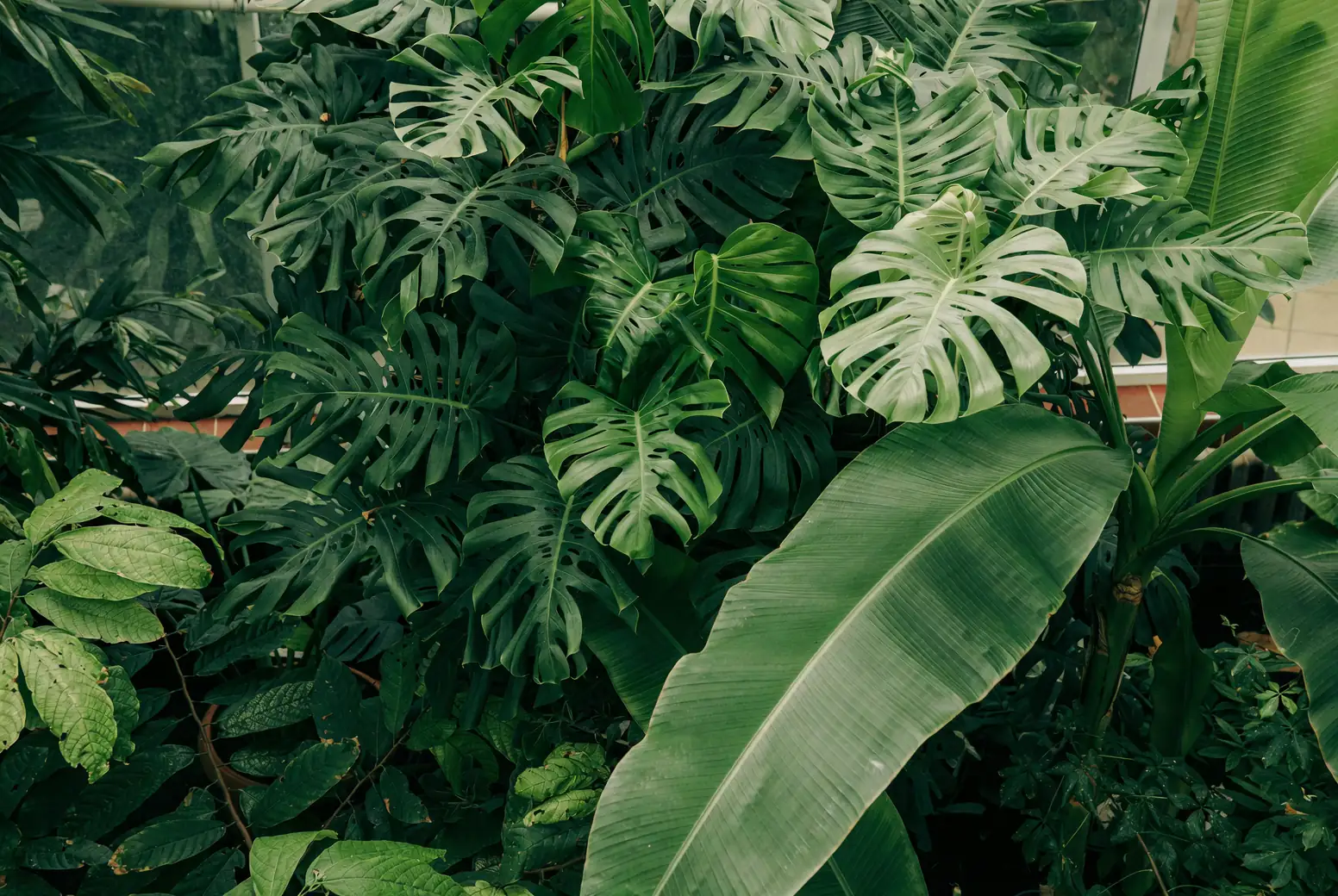 indoor plant with toxic sap