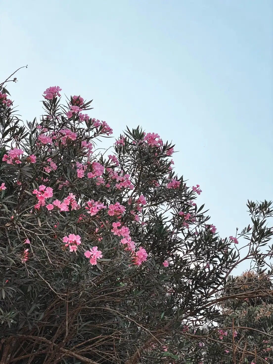 oleander flowers and leaves